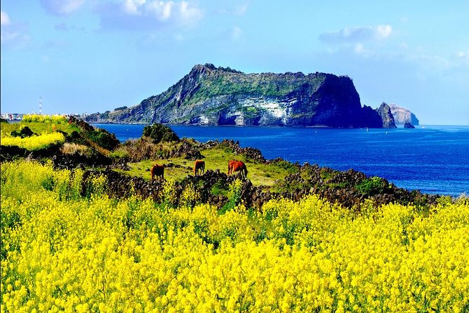 10day Small Group Discover Korea Tour : History, Food and Culture - Getting from Jeju to Busan: coast city energy without the planning headache