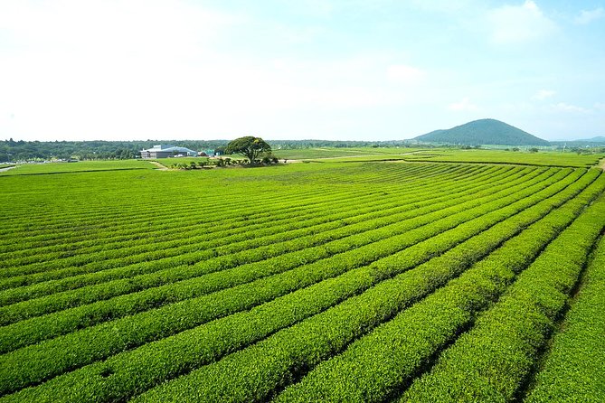 10day Small Group Discover Korea Tour : History, Food and Culture - Gyeongju: Silla temple-hopping and night views at Wolji Pond
