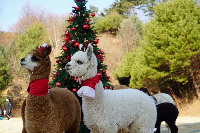 Alpaca, Nami, Eobi with Rail Bike or Strawberry - Key highlights to know before you go