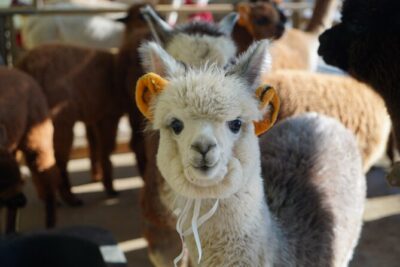 Alpaca, Nami, Eobi with Rail Bike or Strawberry - Nami Island winter photos: the ferry, the half-moon vibe, and what you’ll walk for