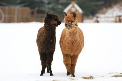 Alpaca World and Nami Island with Gangchon Rail Bike Tour - Nami Island’s Winter Sonata trees: what 2 hours feels like
