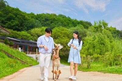 Alpaca World with Gangchon Rail Park One Day Tour - Gangchon Rail Park Railbikes on the Bukhan River Line