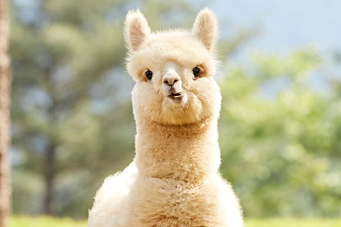 Alpaca World with Gangchon Rail Park One Day Tour - Value at $86.20: What You Pay For (and What You’ll Likely Add)