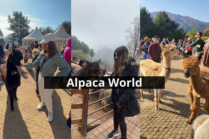 Alpaca World with Gangchon Rail Park One Day Tour - Small Details That Make the Day Go Smoothly