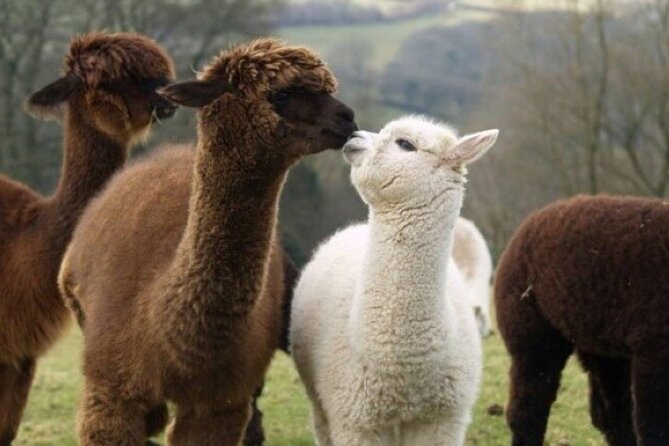 Alpaca World with Gangchon Rail Park One Day Tour - Should You Book Alpaca World with Gangchon Rail Park?