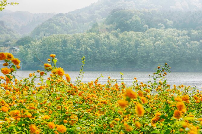 Day Trip to Nami Island with Rail bike and The Garden of Morning Calm - Who this tour suits best (and who should skip it)