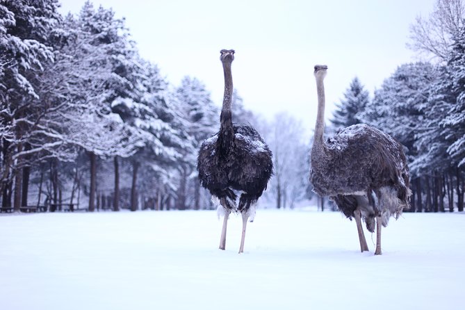 Elysian Gangchon Winter Ski with Nami Island Day Tour from Seoul - Getting From Seoul Without Renting a Car