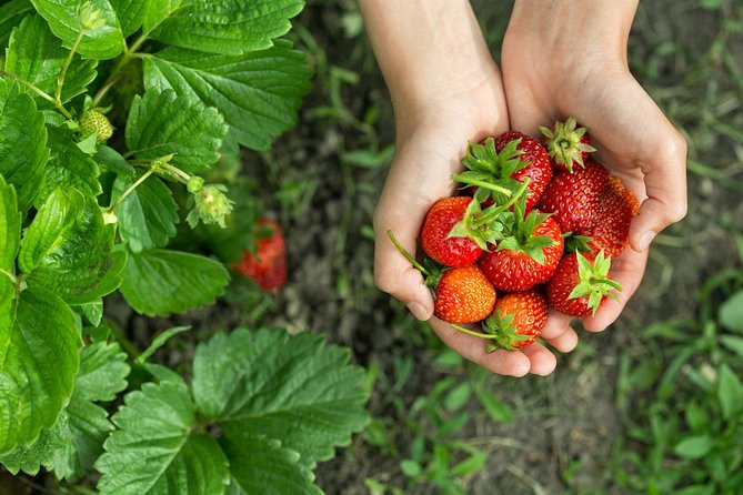 Eobi Valley(Winter), Strawberry, Nami Island & Railbike fr Seoul - Yangsu-ri Strawberry Farm: one round, and jam as the fallback