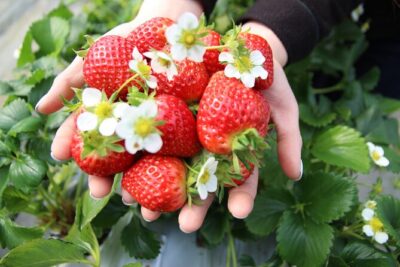 Eobi Valley(Winter), Strawberry, Nami Island & Railbike fr Seoul - Value and what you actually get for $82.86
