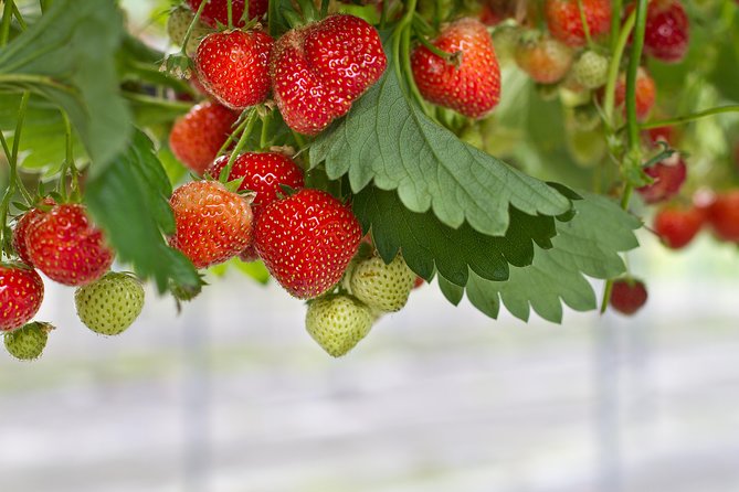 Eobi Valley(Winter), Strawberry, Nami Island & Railbike fr Seoul - How the day flows: timing, group size, and weather reality