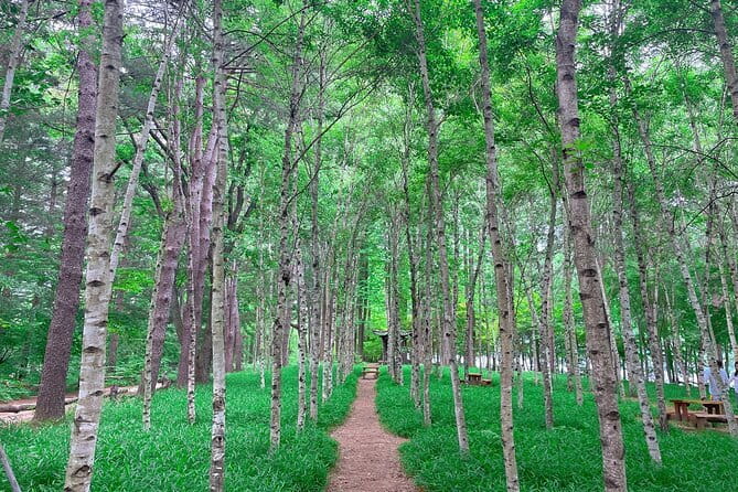 Eobi+Nami+Hanbok Tour with Rail Bike or Strawberry Option - Nami Island by ferry: calm paths, organized time, and the important limits