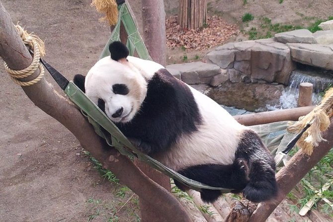 EVERLAND "From Hotel to Hotel" [Premium Private Tour: Only One Group for You] - Should you book this Everland from Seoul private tour?