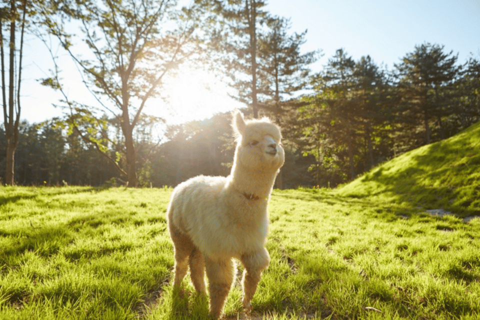 From Seoul: Full Day Trip to Alpaca Farm with Rail Bike - Vivaldi Park luge option: speed at a ski resort (no snow required)