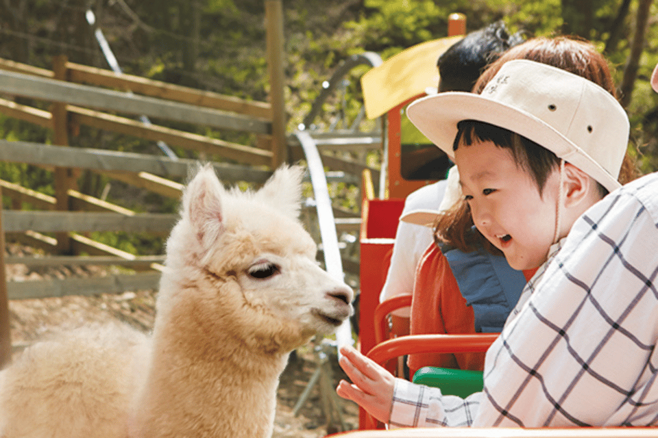 From Seoul: Full Day Trip to Alpaca Farm with Rail Bike - Quick tips to make your day smoother