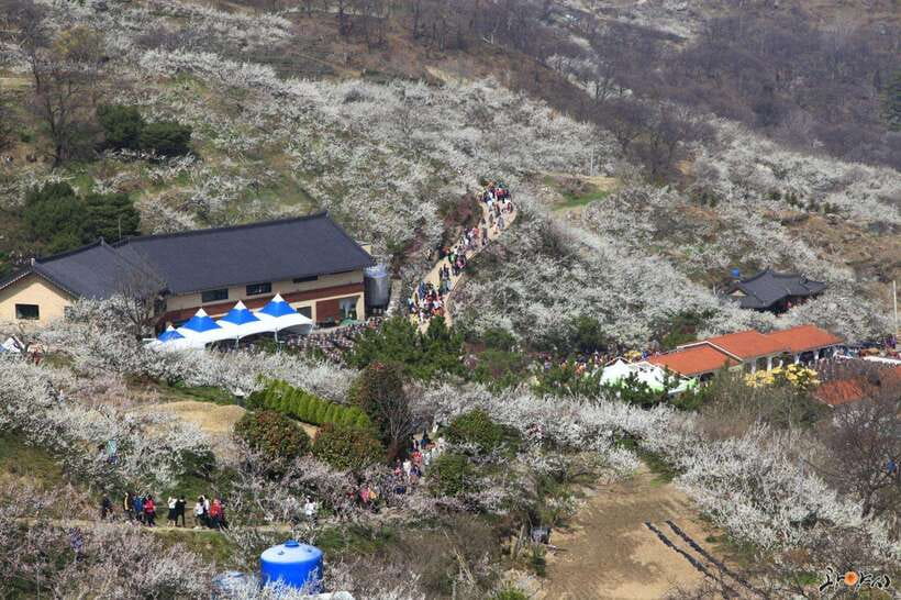 From Seoul: Korea Spring Cherry Blossom Day Tour - Key highlights that make this tour special