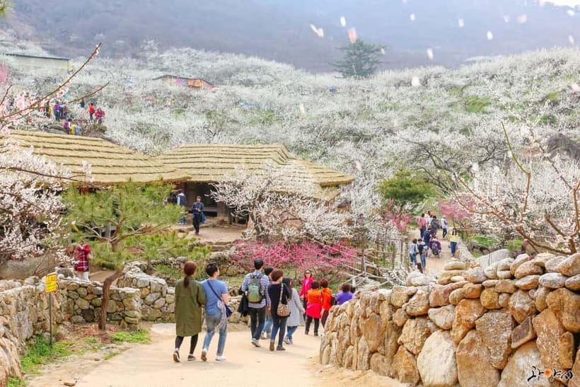 From Seoul: Korea Spring Cherry Blossom Day Tour - Long Seoul-to-Gangwon Day Trip: What 16 Hours Really Means