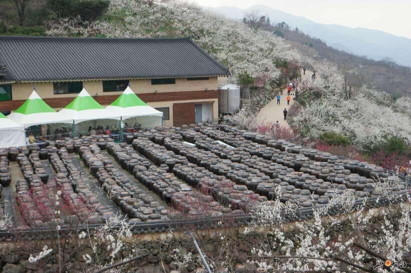 From Seoul: Korea Spring Cherry Blossom Day Tour - Donghaksa Temple Cherry Blossoms: Ancient stone, delicate pink