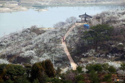 From Seoul: Korea Spring Cherry Blossom Day Tour - Gwangyang Maehwa (Plum) Village: White blossoms and a river backdrop