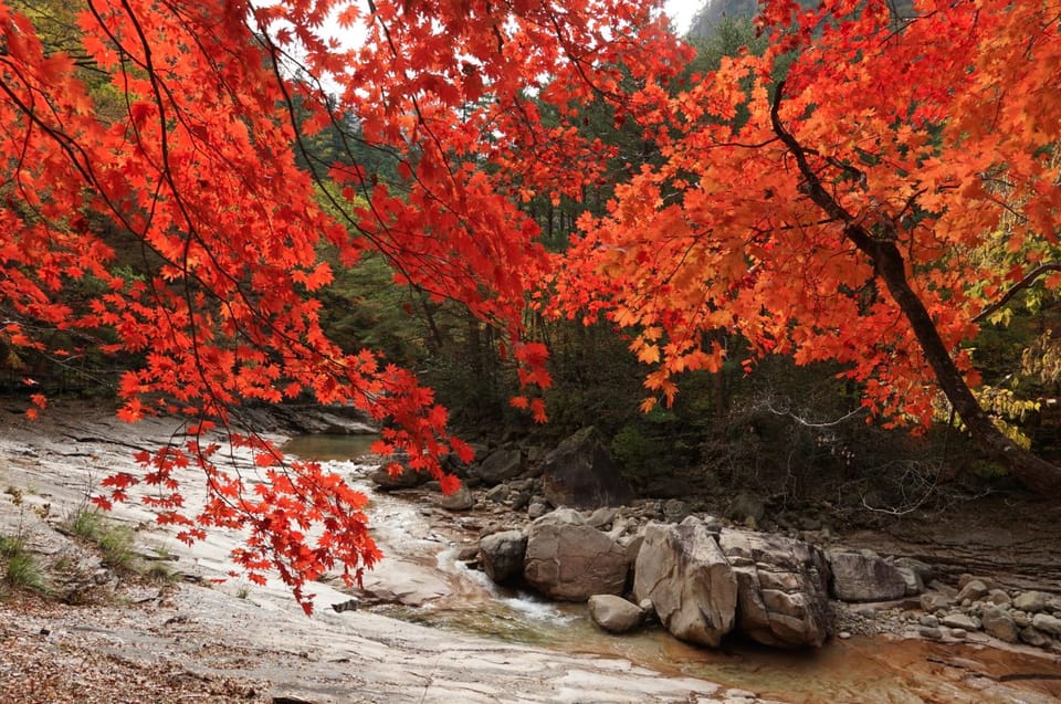 From Seoul: Seoraksan Mountain with Cable Car- Shuttle Bus - Guide Quality: When Peter Park or Yami Shows Up