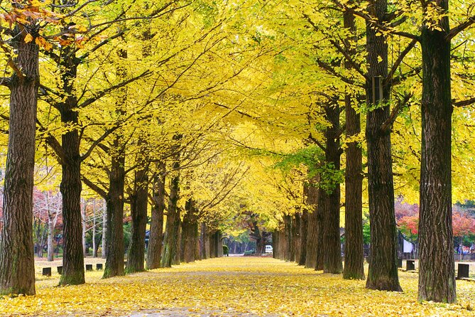 Full Day Private Tour Nami Island, Garden & Petite France - Pinocchio & Da Vinci: Italian playfulness with less pressure