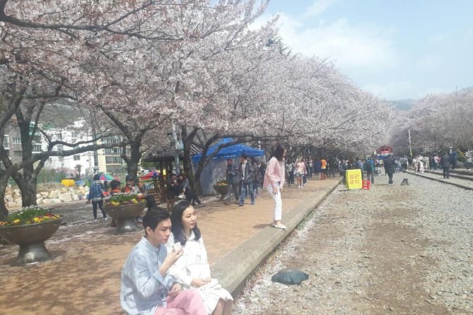 Jinhae Cherry Blossom + Busan Sunrise from Seoul - Night-Start Logistics: Why the Timing Matters