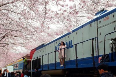 Jinhae Cherry Blossom + Busan Sunrise from Seoul - Seoul-to-Busan Transfers: The Value of Being Taken Care Of