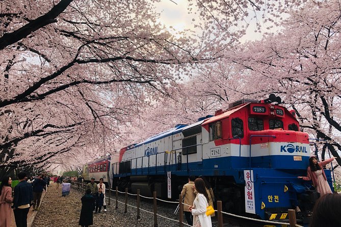 Jinhae Cherry Blossom + Busan Sunrise from Seoul - Moving to Jinhae: The Festival Phase Starts