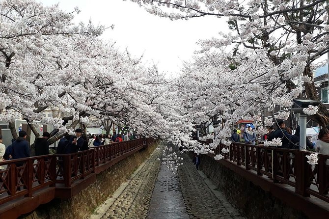 Jinhae Cherry Blossom + Busan Sunrise from Seoul - Yeojwacheon Stream: First Blossom Hits