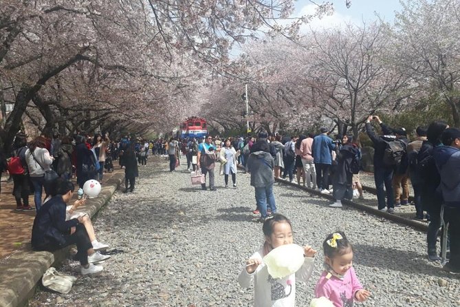 Jinhae Cherry Blossom + Busan Sunrise from Seoul - Mt. Jaehwangsan Area: Why It’s Mentioned