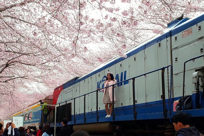 Jinhae Cherry Blossom + Busan Sunrise from Seoul - Seoul-to-Busan Transfers: The Value of Being Taken Care Of