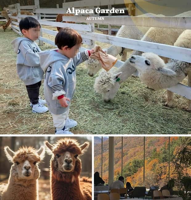 Nami Island, Railbike & Alpaca Garden Day Trip from Seoul - How this Seoul day trip actually saves you time (and stress)