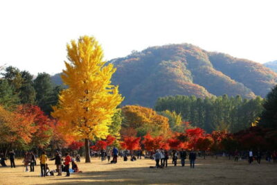 Nami & Maple Road & Theatre des Lumieres Day Tour from Seoul - Nami Island Strolls: Ginkgo and Metasequoia in Peak Fall Color