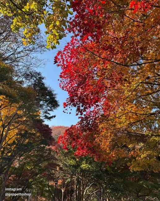 Nami & Maple Road & Theatre des Lumieres Day Tour from Seoul - Price and Value: Is $56 a Good Deal for This Seoul Day Trip?