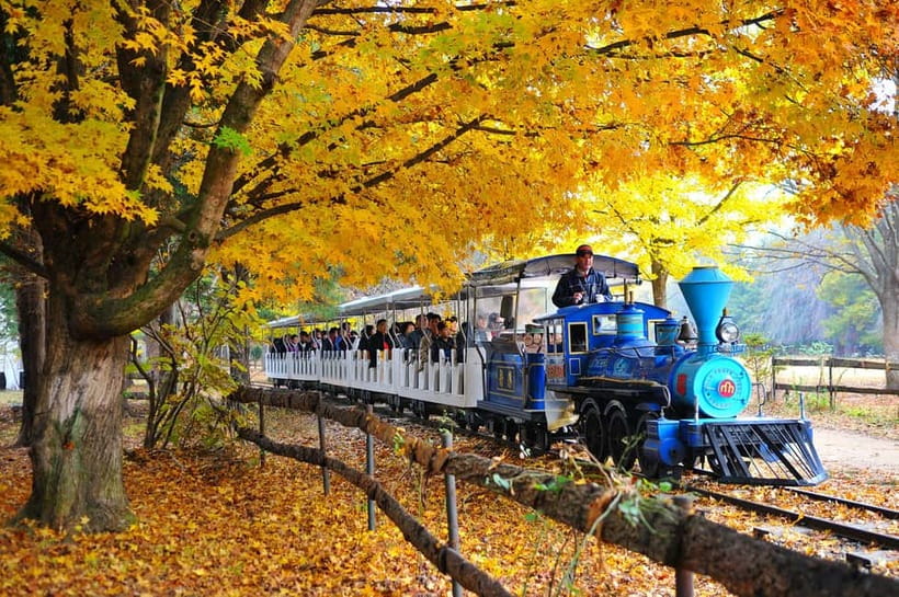 Nami & Maple Road & Theatre des Lumieres Day Tour from Seoul - Who Should Book This Tour (and Who Might Want Something Different)