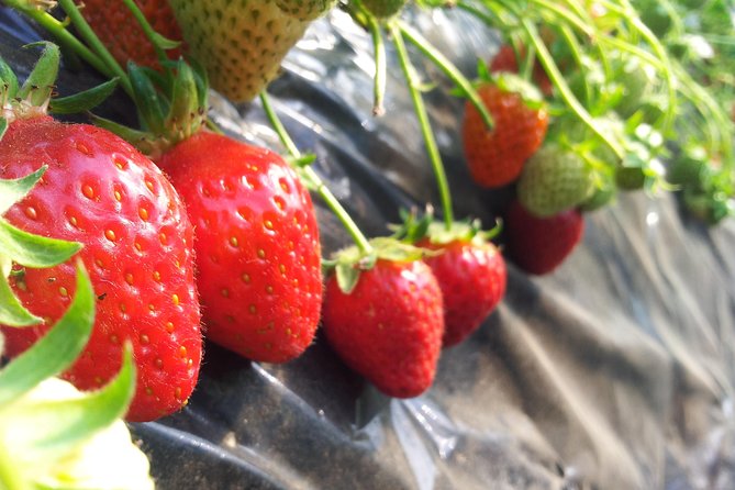 [Perfect Private Tour] Nami island, Petite France and Organic Strawberry Farm - A Private Day Trip Beyond Seoul’s Usual Hot Spots