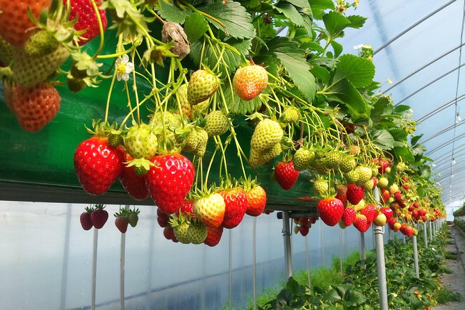 [Perfect Private Tour] Nami island, Petite France and Organic Strawberry Farm - Nami Island: Lakeside Walks, Date-History, and Four Hours to Breathe