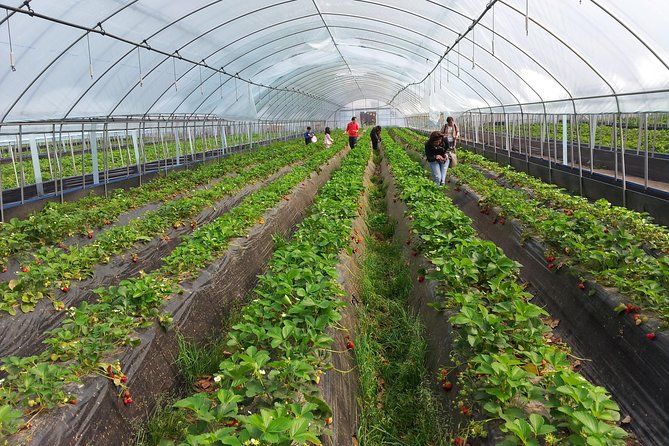 [Perfect Private Tour] Nami island, Petite France and Organic Strawberry Farm - Aram Berry Farm: Organic Strawberry Picking Done the Fun Way