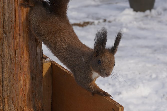 Private Tour: Nami Island& (Alpaca World 'or' Morning Calm)&Lunch - Who should book this day trip