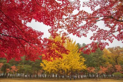 (Private tour) Nami Island + Railbike + Garden of morning calm - Gangchon Rail Bike at Rail Park: pedal, coast, and watch the river