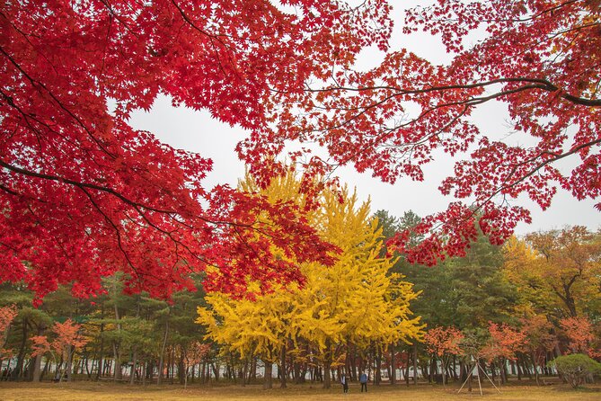 (Private tour) Nami Island + Railbike + Garden of morning calm - Gangchon Rail Bike at Rail Park: pedal, coast, and watch the river