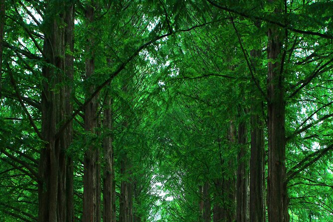 Private Tour to Alpaca world &Nami Island& Railbike with Tickets - A Private Countryside Day from Seoul That Stays in Your Control