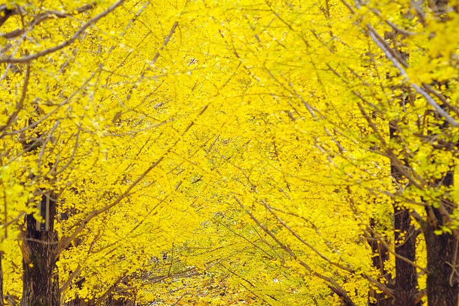 Private Tour to Alpaca world &Nami Island& Railbike with Tickets - Nami Island: Fairy Tale Village Feel, Song Village Vibes, and Real Time to Explore
