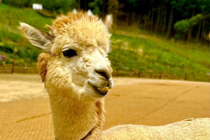 Private Tour to Alpaca world &Nami Island& Railbike with Tickets - Price and Value: Is $241.36 per Person a Good Deal?