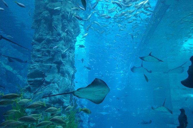 Private Tour to Lotte Tower, Aquarium and Lotte world Theme park - A One-Day Triple Play at Lotte World: what you’re really doing