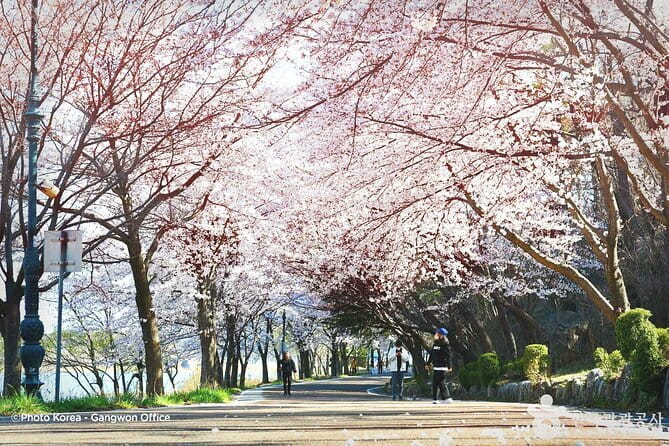 Seoraksan and Cherry Blossom Lake 1 day trip from Seoul - Price and logistics for a full 12–13 hour spring outing
