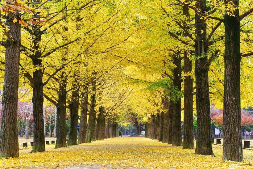 Seoul: Alpaca, Nami, Morning Calm or Eobi (+Rail Bike) - Morning Calm gardens or Eobi Ice Valley: pick your winter mood