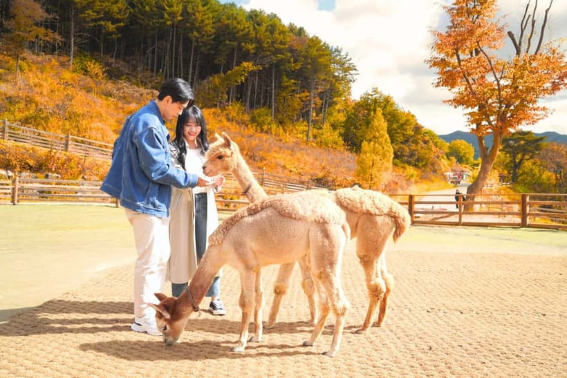 Seoul: Alpaca World and Nami Island (with Garden / Railbike) - How this day trip actually feels: packed, but not chaotic
