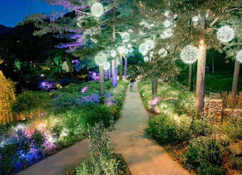 Seoul: Alpaca World and Nami Island (with Garden / Railbike) - Nami Island: why the tree-lined look is still worth your time