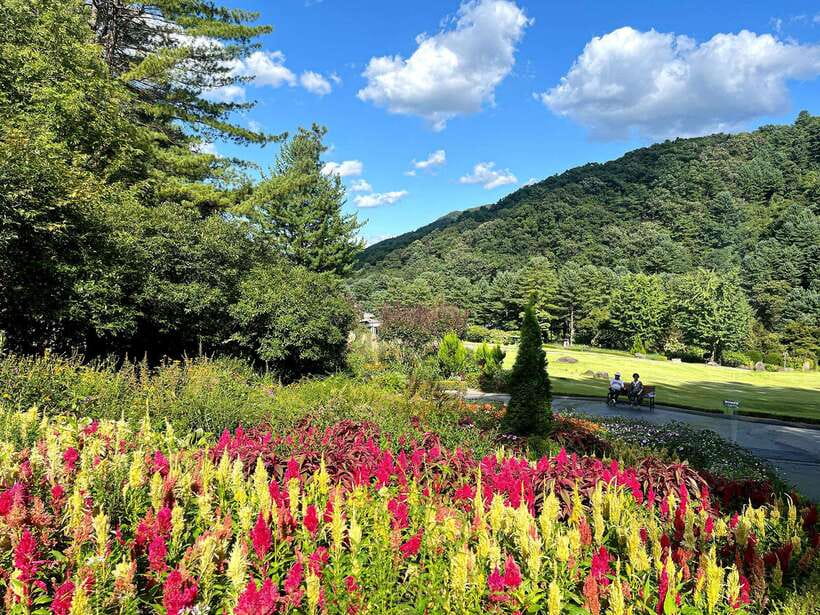 Seoul: Alpaca World and Nami Island (with Garden / Railbike) - Who this tour suits best (and who should skip it)