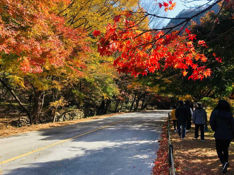 Seoul: Autumn Foliage - Mt. Naejang + Jeonju Hanok Village - Rain, timing, and the autumn reality check